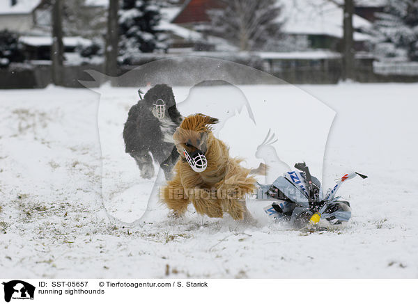 rennende Afghanische Windhunde / running sighthounds / SST-05657