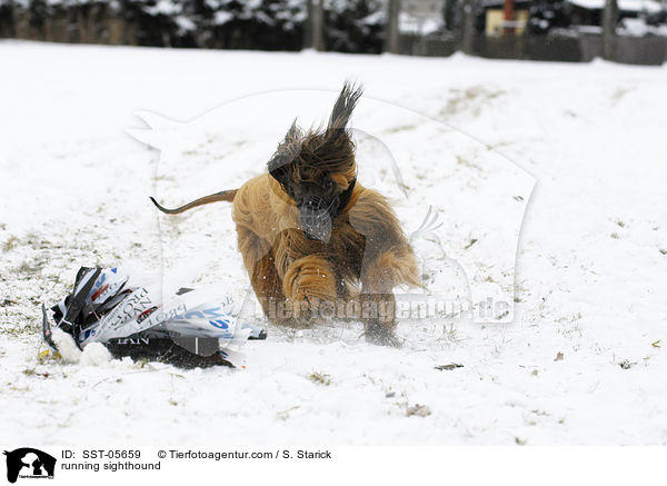 rennender Afghanischer Windhund / running sighthound / SST-05659