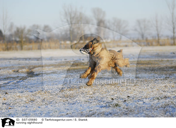 rennender Afghanischer Windhund / running sighthound / SST-05680
