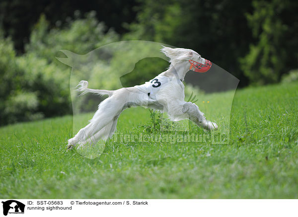 rennender Afghanischer Windhund / running sighthound / SST-05683