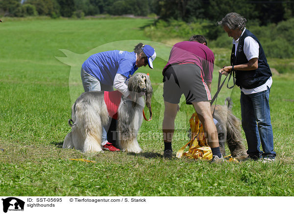 Afghanische Windhunde / sighthounds / SST-05695