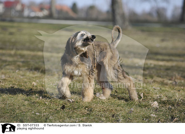 spielender Afghanischer Windhund / playing sighthound / SST-07333