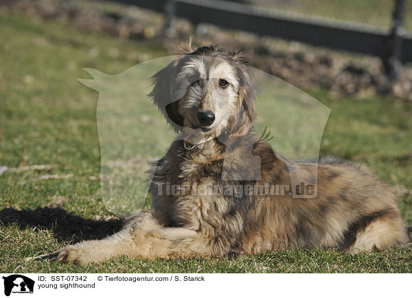 junger Afghanischer Windhund / young sighthound / SST-07342