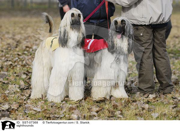 Afghanische Windhunde / sighthounds / SST-07368