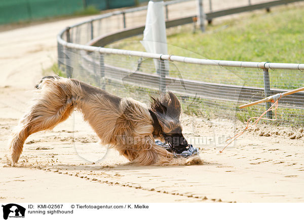 rennender Afghane / running sighthound / KMI-02567