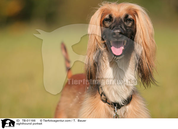 Afghane Portrait / sighthound portrait / TB-01166