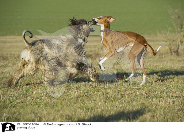 spielende Hunde / playing dogs / SST-11684