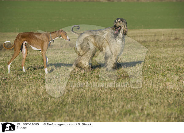 2 dogs / SST-11685