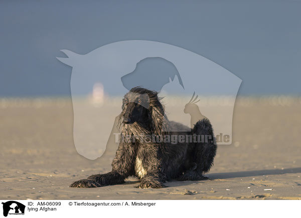 liegender Afghane / lying Afghan / AM-06099