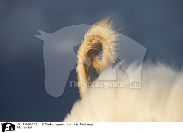 Afghane Rute / Afghan tail / AM-06102