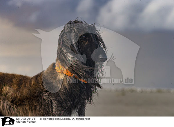 Afghane Portrait / Afghan Portrait / AM-06106