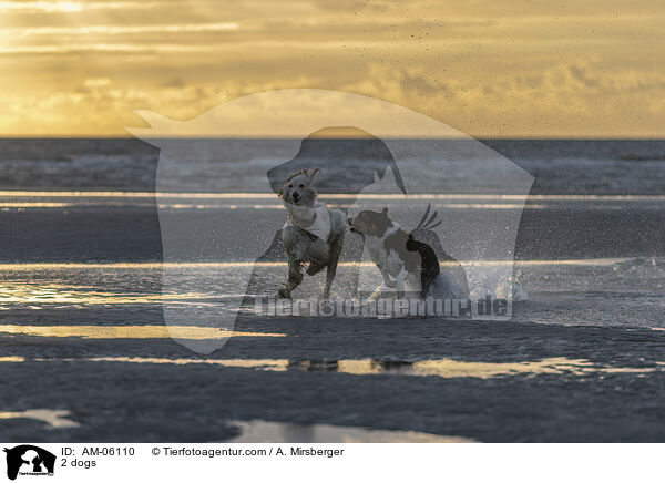 2 Hunde / 2 dogs / AM-06110