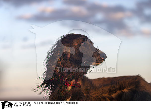 Afghane Portrait / Afghan Portrait / AM-06118