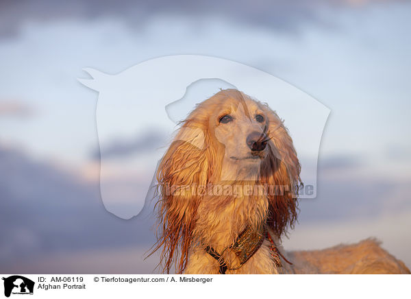 Afghane Portrait / Afghan Portrait / AM-06119