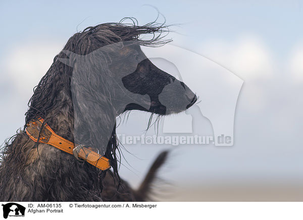 Afghane Portrait / Afghan Portrait / AM-06135