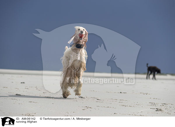 rennender Afghane / running Afghan / AM-06142