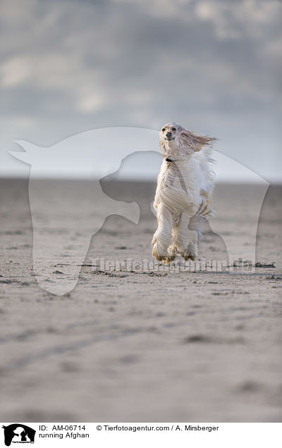 rennender Afghane / running Afghan / AM-06714