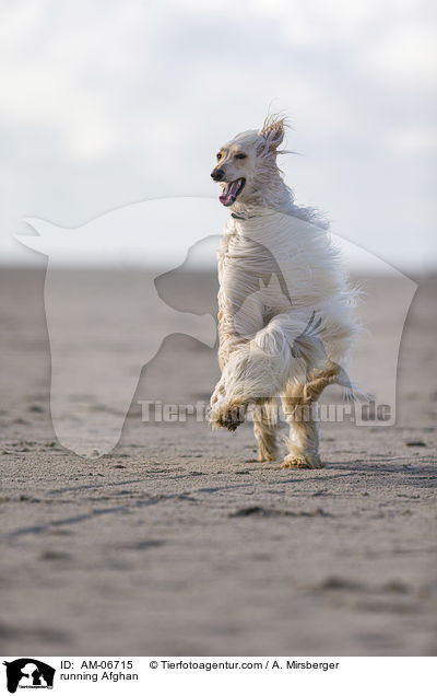 rennender Afghane / running Afghan / AM-06715