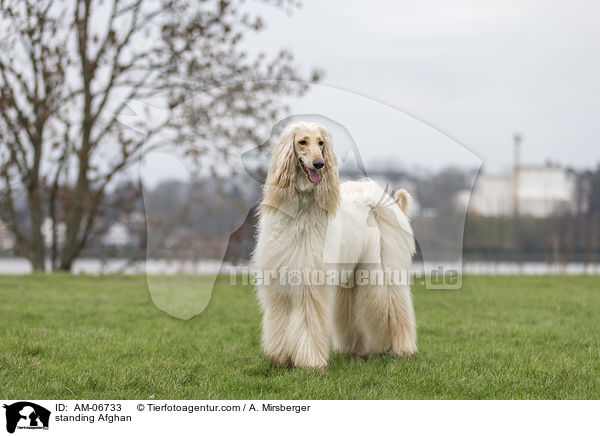 stehender Afghane / standing Afghan / AM-06733
