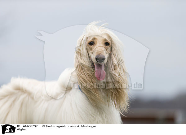 Afghane / Afghan / AM-06737