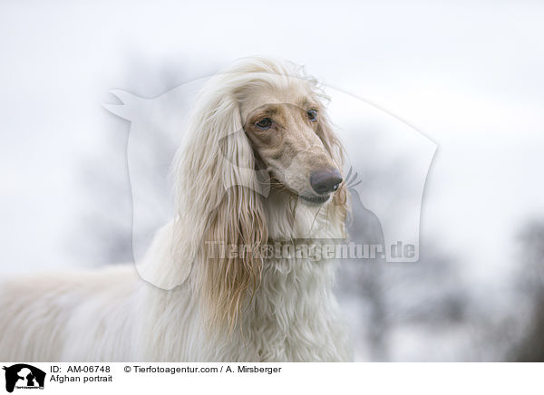 Afghane Portrait / Afghan portrait / AM-06748