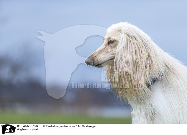 Afghane Portrait / Afghan portrait / AM-06756