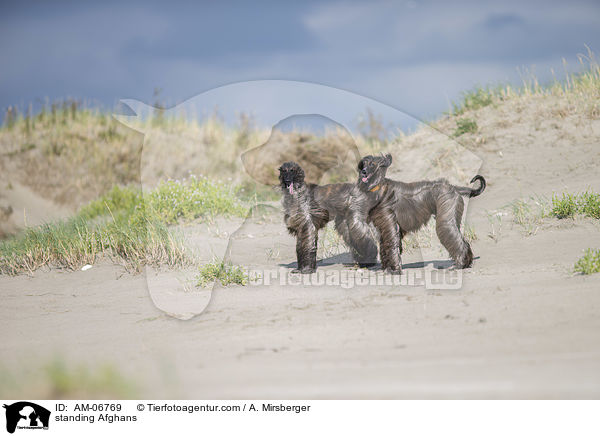 stehende Afghanen / standing Afghans / AM-06769