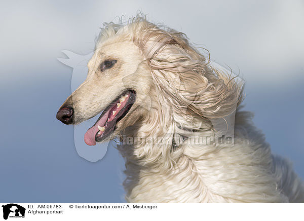 Afghane Portrait / Afghan portrait / AM-06783