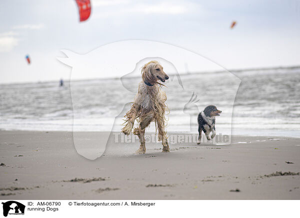 rennende Hunde / running Dogs / AM-06790