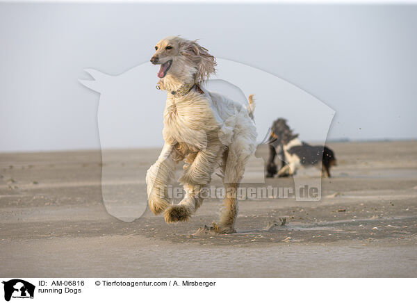 rennende Hunde / running Dogs / AM-06816