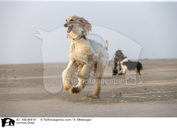 running Dogs / AM-06816