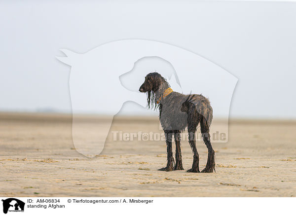 standing Afghan / AM-06834