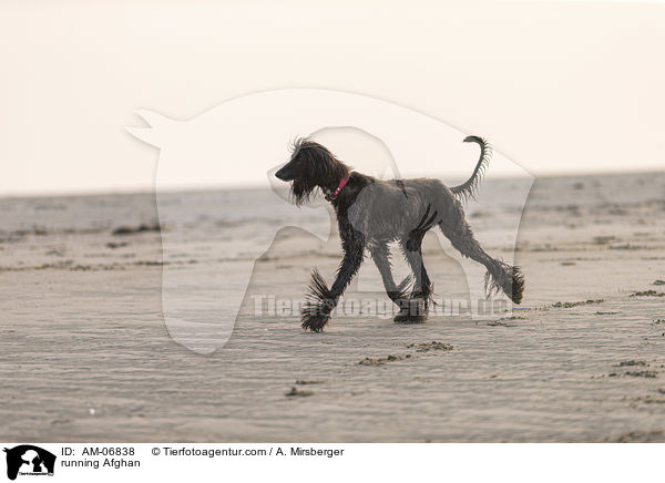 running Afghan / AM-06838