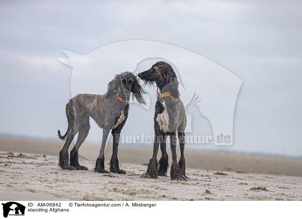 stehende Afghanen / standing Afghans / AM-06842