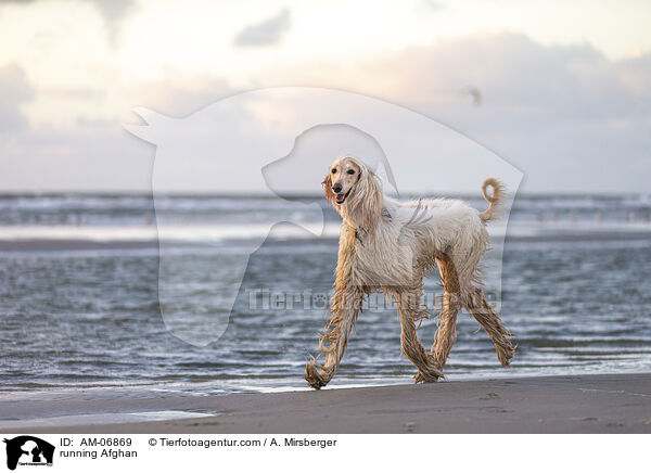 rennender Afghane / running Afghan / AM-06869