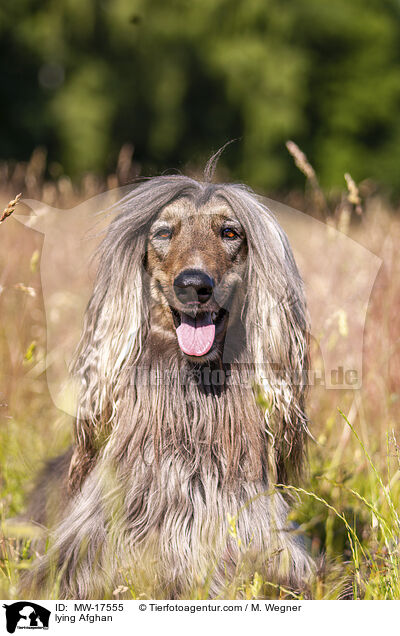 liegender Afghane / lying Afghan / MW-17555