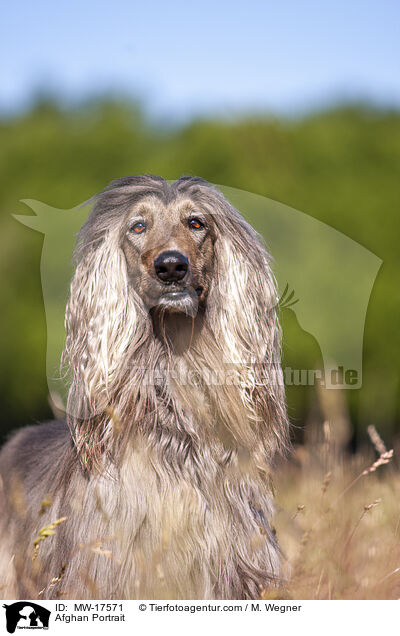 Afghane Portrait / Afghan Portrait / MW-17571