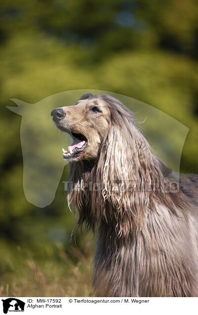 Afghane Portrait / Afghan Portrait / MW-17592