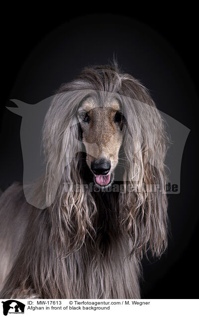 Afghane vor schwarzem Hintergrund / Afghan in front of black background / MW-17613