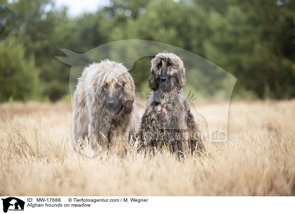 Afghan hounds on meadow / MW-17688