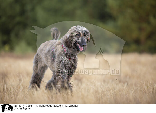 junger Afghane / young Afghan / MW-17698