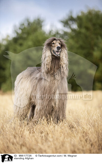 stehender Afghane / standing Afghan / MW-17726