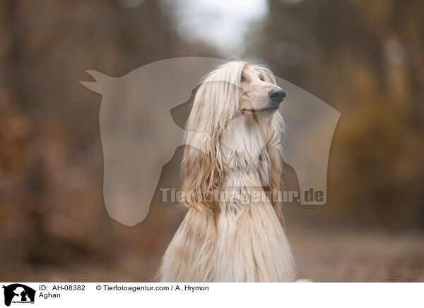 Afghanischer Windhund / Aghan / AH-08382