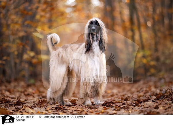 Afghanischer Windhund / Afghan / AH-08411
