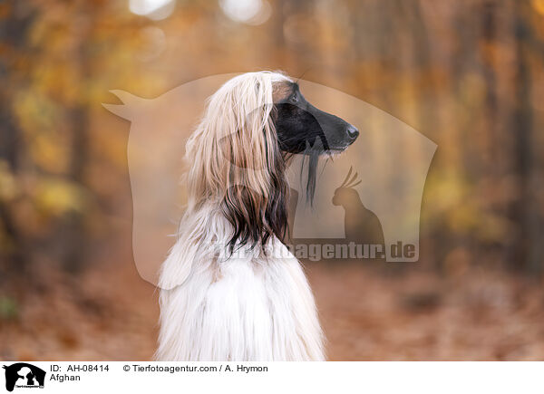 Afghanischer Windhund / Afghan / AH-08414