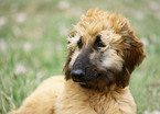 afghan portrait