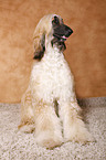 Afghan Hound