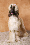 Afghan Hound