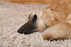 Afghan Hound