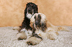 Afghan Hounds